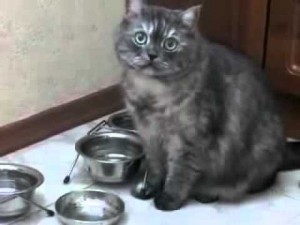 Создать мем: смешные ролики про котов, где еда, моя еда