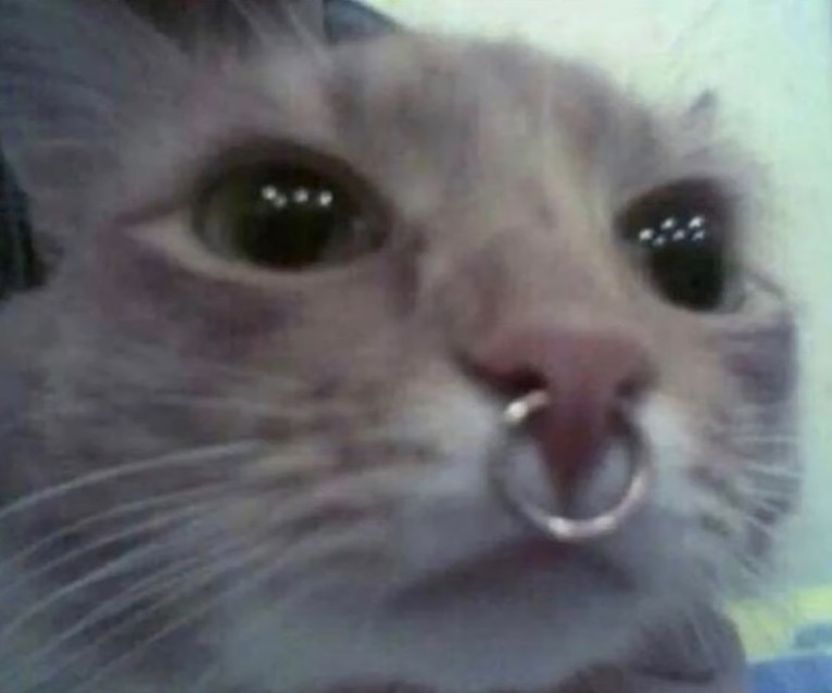 Create meme: The cat with the septum, a cat with a nose ring, a cat with a nose piercing