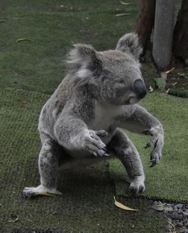 Create meme: two koalas, fluffy koala, the koala is homemade