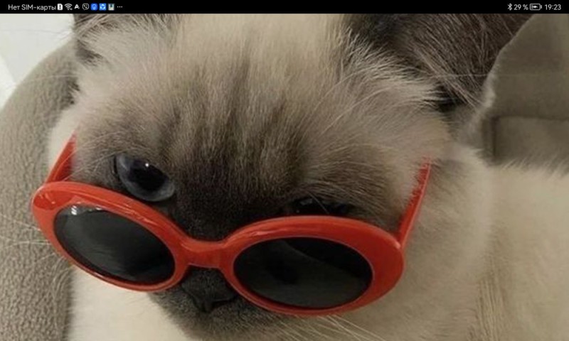 Создать мем: животные милые, крутые котики, очки для котов