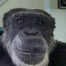 Создать мем: шимпанзе мем, горилла, обезьяна без ушей