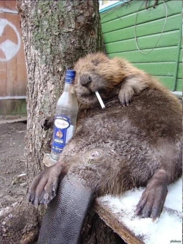 Create meme: funny beavers, beaver semyon, drunken beavers