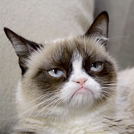 Создать мем: grumpy cat, угрюмый кот, хмурый кот