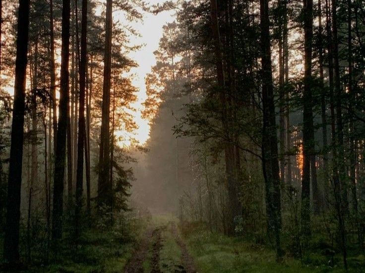 Create meme: nature forest , dawn in the forest, morning forest