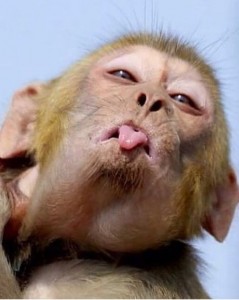 Create meme: monkeys, a monkey with tongue sticking out, happy monkey