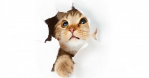 Create meme: the cat and the suspended ceiling, cat, baby kitten