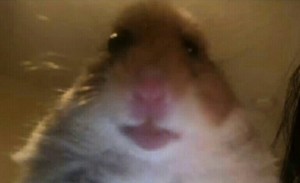 Create meme: hamster look at the camera mo, hamster meme 2019, looking hamster APNIC