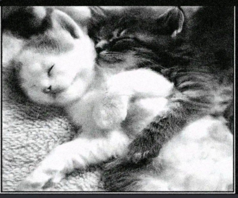 Create meme: cute cats , sleeping kitten, cat 