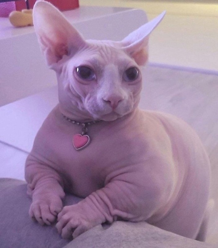 Create meme: fat cat sphinx, cat Sphynx, canadian albino sphinx