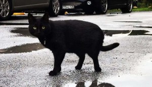 Создать мем: кот, жирный черный кот, бомбейская кошка