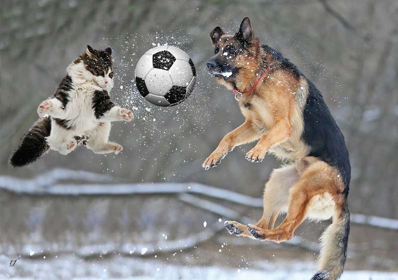 Create meme: german shepherd jumps, dog playing with a ball, german shepherd dog playing in the snow