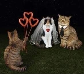 Создать мем: кот и кошка жених и невеста, кот и кошка, кошка