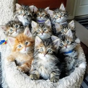 Create meme: seals, kittens the Maine Coon