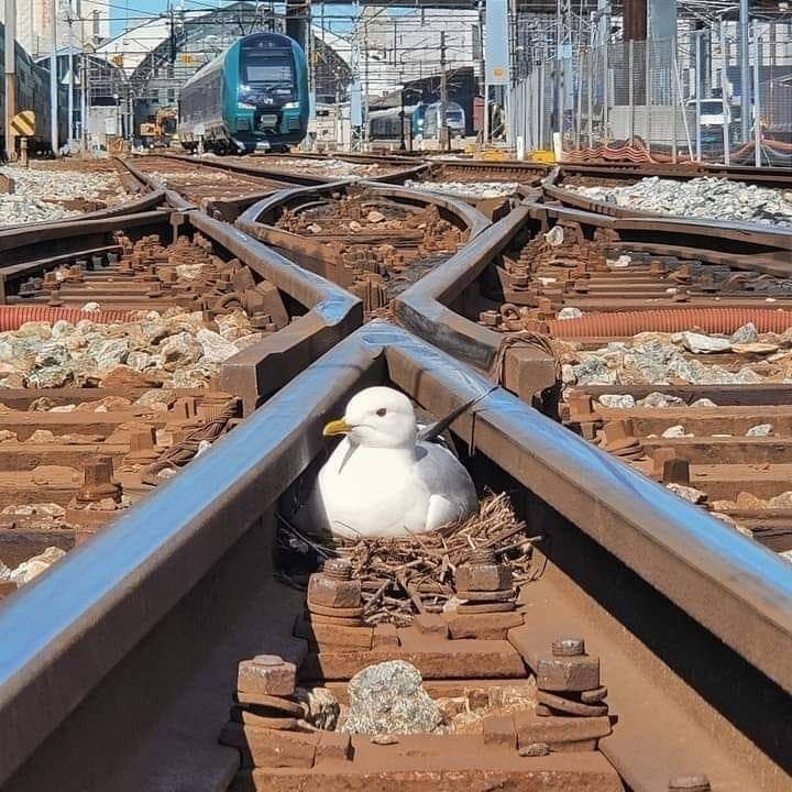Create meme: herring gull, railway line, cat 