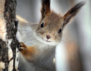 Создать мем: животный мир, белки, squirrel