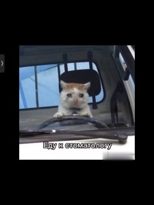 Создать мем: кошка в машине, кот на машине, кошка за рулем