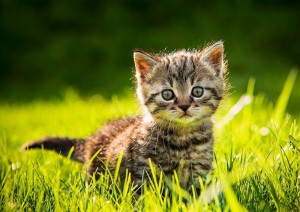 Создать мем: милые котята, котята на природе, котик в траве