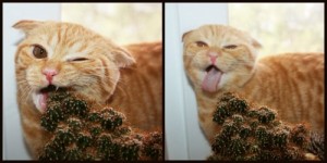 Создать мем: кошка, кот цветы, запах какой травы не любят кошки