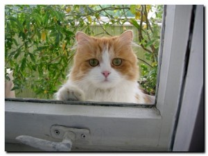 Create meme: ginger cat on the window, the cat is behind the door, ginger white cat