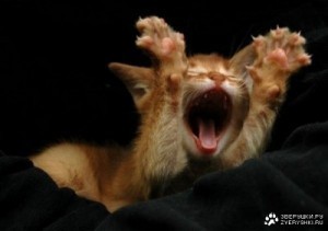Создать мем: yawn, cat, cat funny