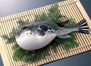 Create meme: puffer fish dish, puffer, Japanese puffer fish
