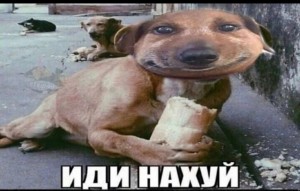 Создать мем: животные мемы, собака ест хлеб, худая собака