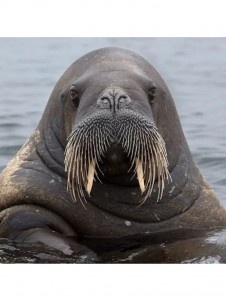 Create meme: the Atlantic walrus, walrus