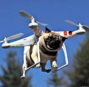 Create meme: funny animals, cat helicopter, cat quadcopter