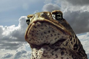 Создать мем: ага жаба, тростниковые жабы: оккупация фильм 2010, жаба большая