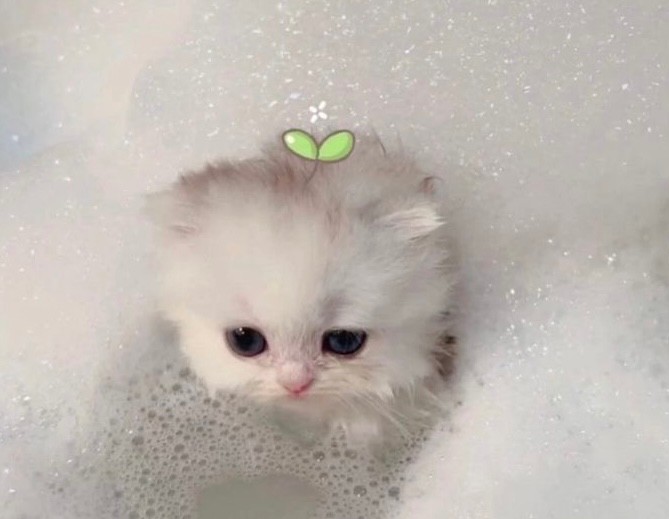 Create meme: cute cats tt, cute kittens, the cute animals 