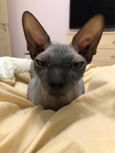 Create meme: the Sphynx breed, Sphynx cat, cat Sphynx