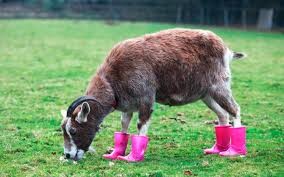 Create meme: goat, goat, the goat in boots