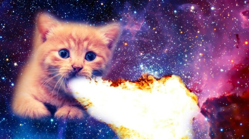 Create meme: seals in space, space cat, space seals