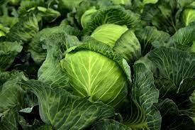 Create meme: white cabbage, cabbage, cabbage leaf