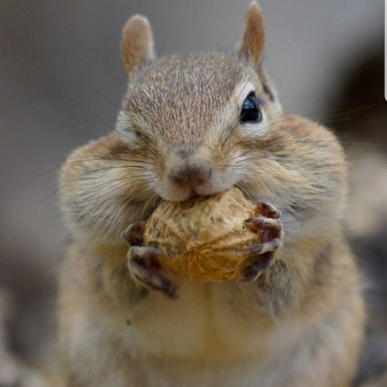 Create meme: chipmunk with nuts, little chipmunk, baby chipmunk