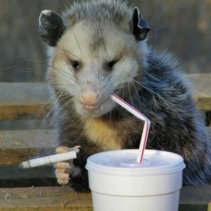 Create meme: possum, possum meme, possum