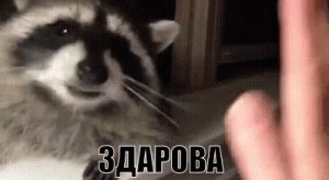 Create meme: little enotik, raccoon gargle, raccoon happy