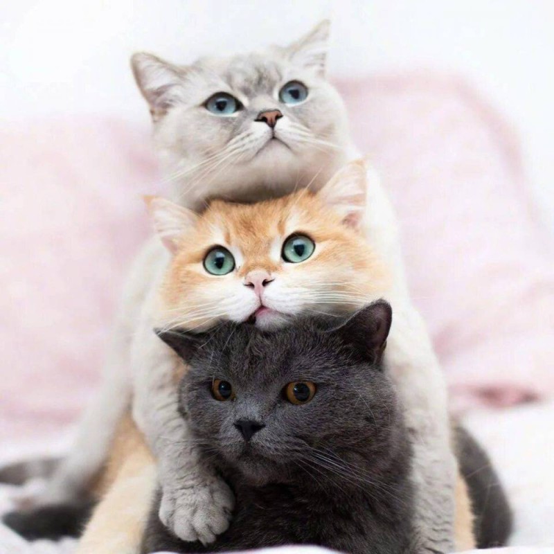 Create meme: square animals, cat 🐈, three cats 