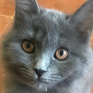 Создать мем: русская голубая кошка, серый котенок, кошка серая