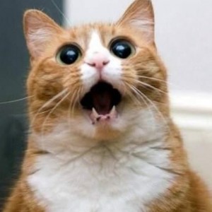 Create meme: cat in shock meme, cat, cat