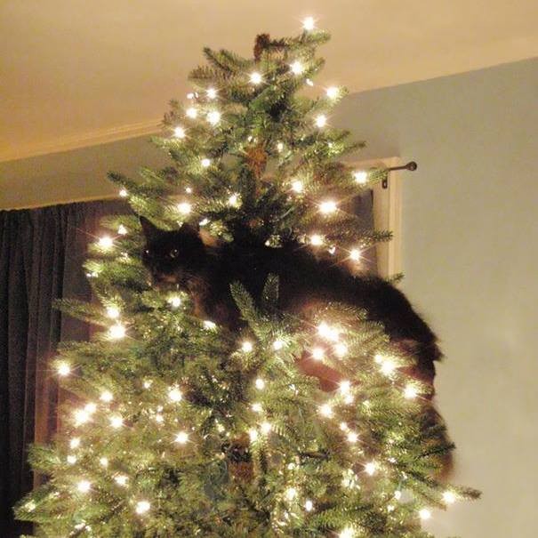 Создать мем: коты и елки, кот на верхушке елки, новогодняя елка