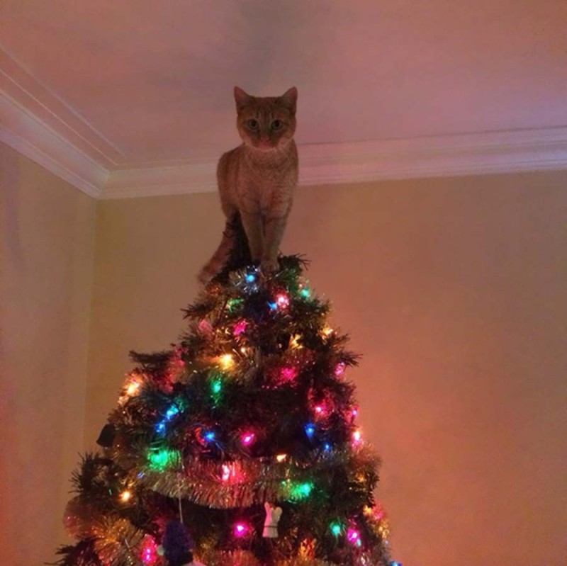 Создать мем: кот наряжает елку, кот елка, коты и елки