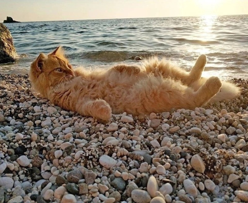 Создать мем: морской котенок, кот на пляже, фу море кот