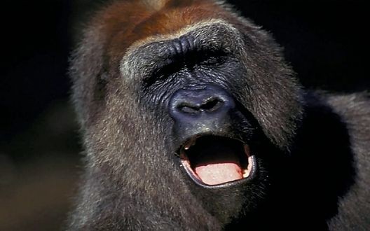 Создать мем: горилла животное, горилла коко, злая горилла