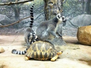 Create meme: photo jungle animals lemurs, funny pictures of lemurs with inscriptions, zoo