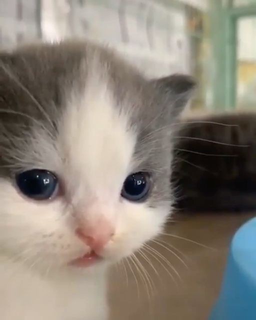 Create meme: The little kittens are cute, cute cats , cat 