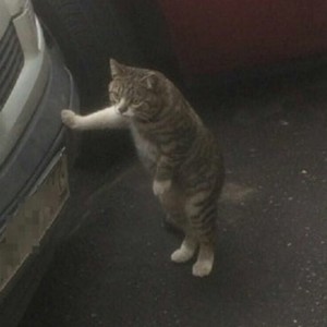 Создать мем: кот облокотился на машину, котэ, кот с гаечным ключом