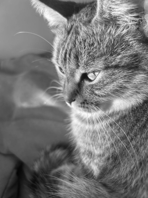 Create meme: the cat's muzzle, cat black and white, cat 