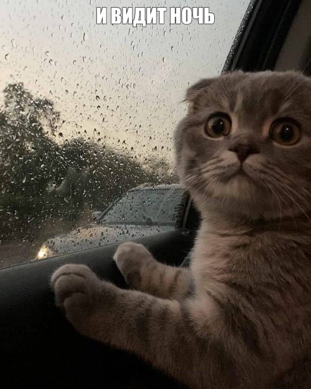 Create meme: cats in the car, cat , cat in the car