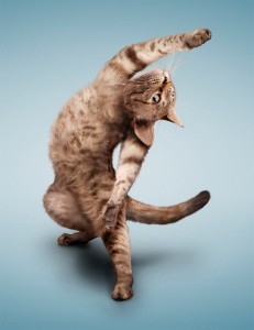 Create meme: yoga cat, yoga animals